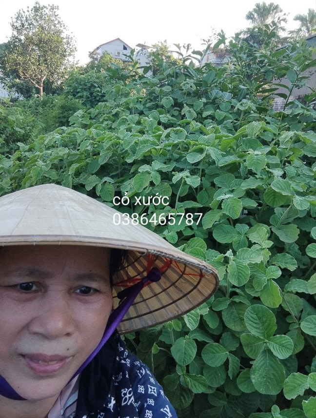 Nấu cao thảo dược thủ công